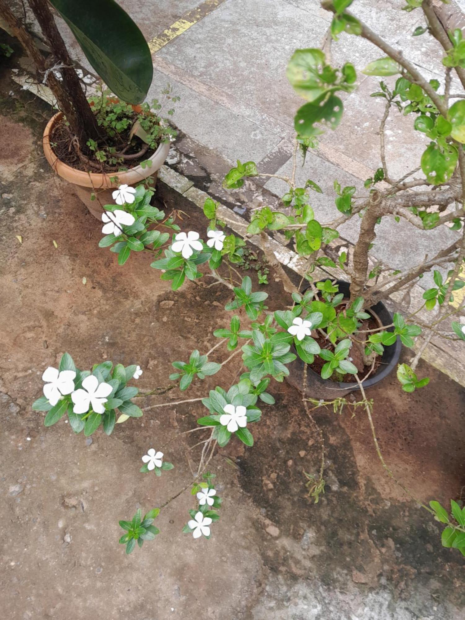 Ivon Guest House Arambol Εξωτερικό φωτογραφία